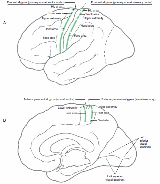 motor and sensory homonculus