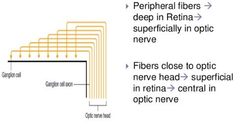 optic nerve retinal fibers
