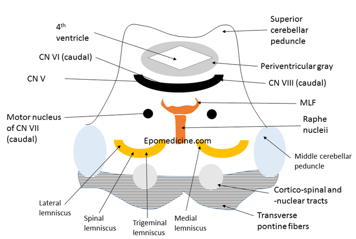 pons cross-section