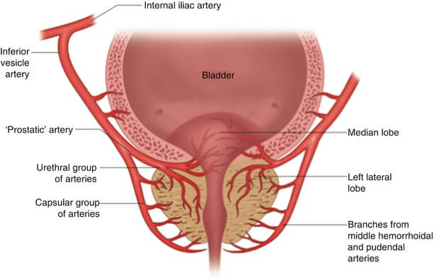 prostate gland lobes