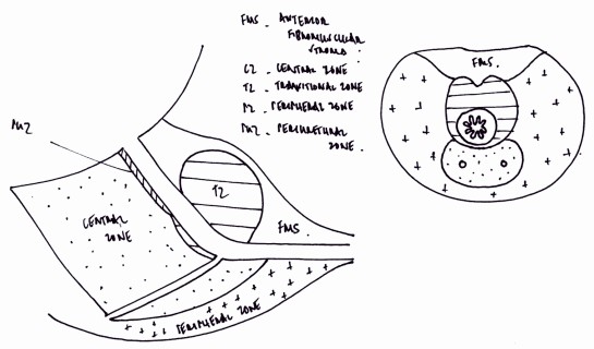 prostate gland zones