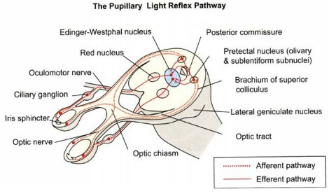 pupillary light reflex