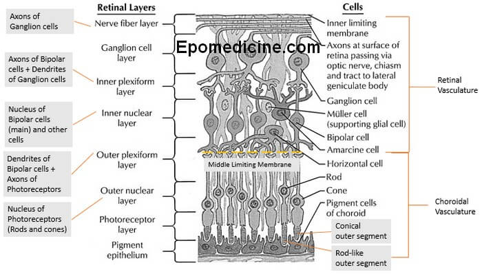 retinal layers