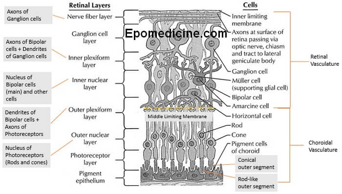 layers of the retina