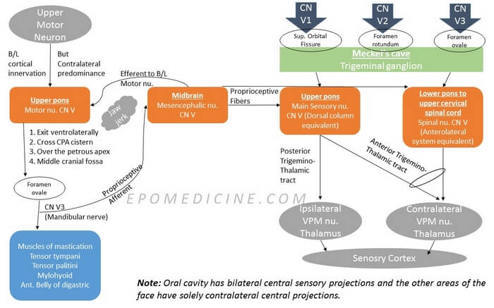 Trigeminal Nerve Chart