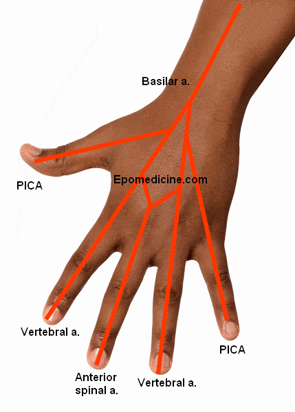 vertebral-artery-mnemonic