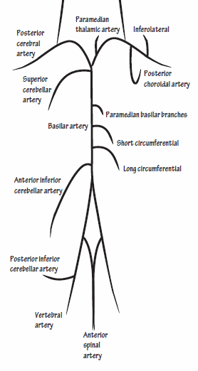 vertebrobasilar arterial system