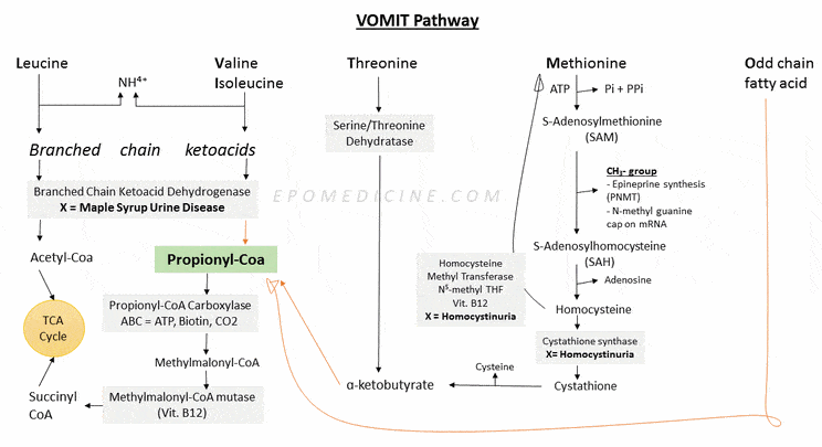 vomit pathway propionyl coa