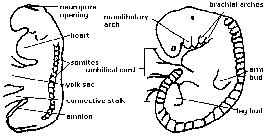 4 week embryo