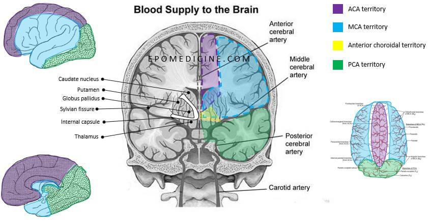 Brain blood supply