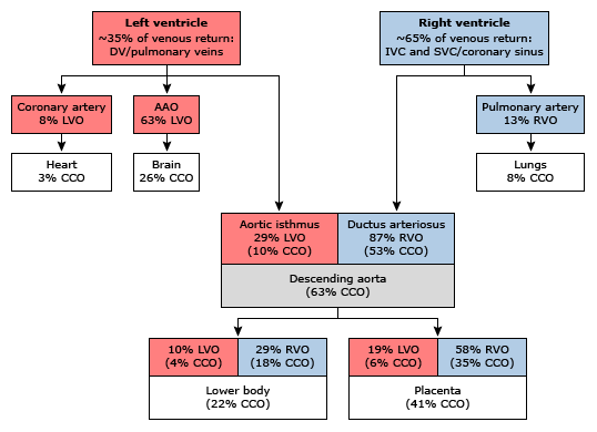 11+ Fetal Circulation In Flow Chart | Robhosking Diagram