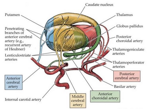 basal ganglia and thalamus blood supply