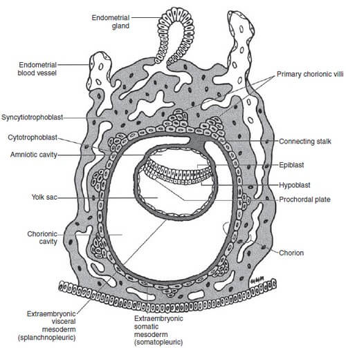 embryonic disc formation