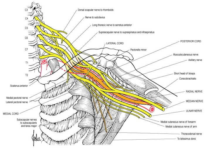 brachial plexus diagram blank