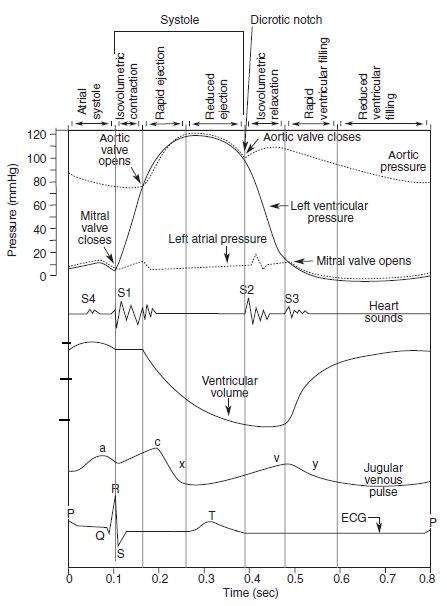 cardiac-cycle-wiggers diagram