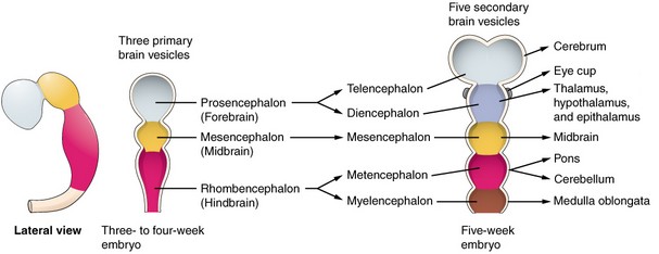 Embryology Week 4 Rule Of Fours Epomedicine 