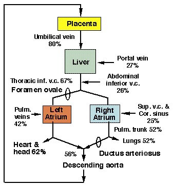 fetal heart circulation pathway