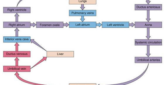 fetal circulation schematic