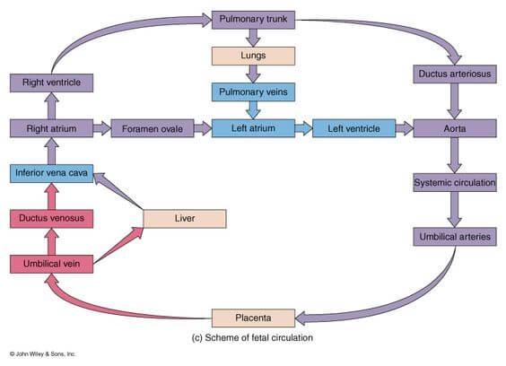 fetal maternal circulation