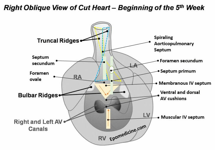 Septation of heart