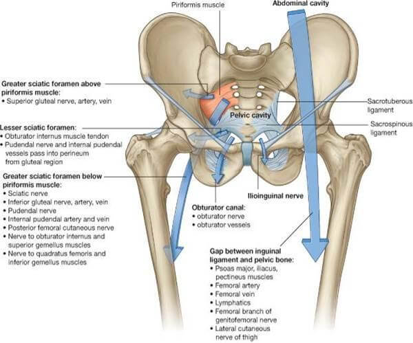 hip canals and foramens