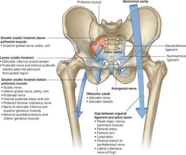 superior gluteal nerve