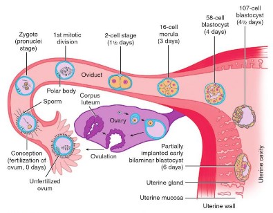 implantation diagram