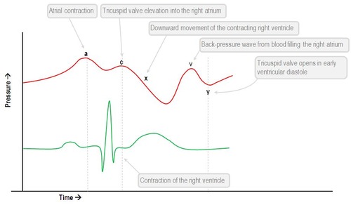 Cardiac Cycle Summary And Wigger S Diagram Epomedicine