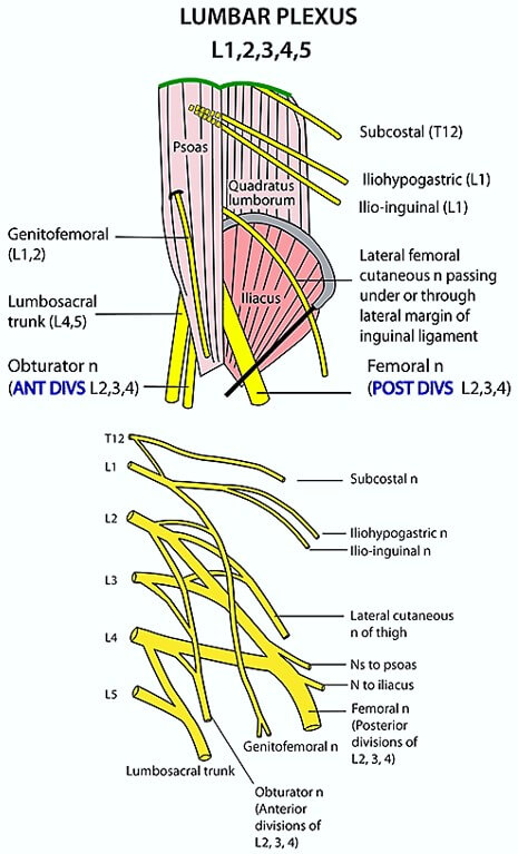 lumbar plexus anatomy