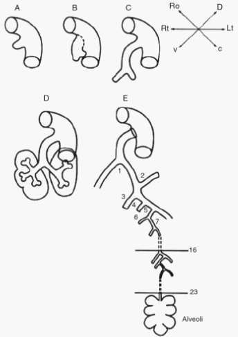 lung embryology