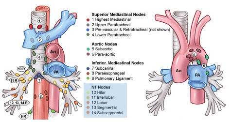 lungs lymph nodes