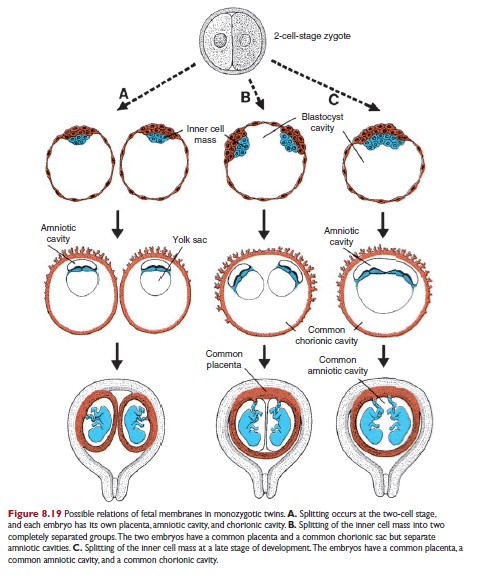 Embryology Week 1: Cleavage to Implantation