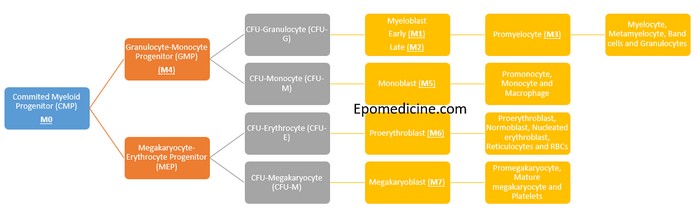 myeloid differentiation aml