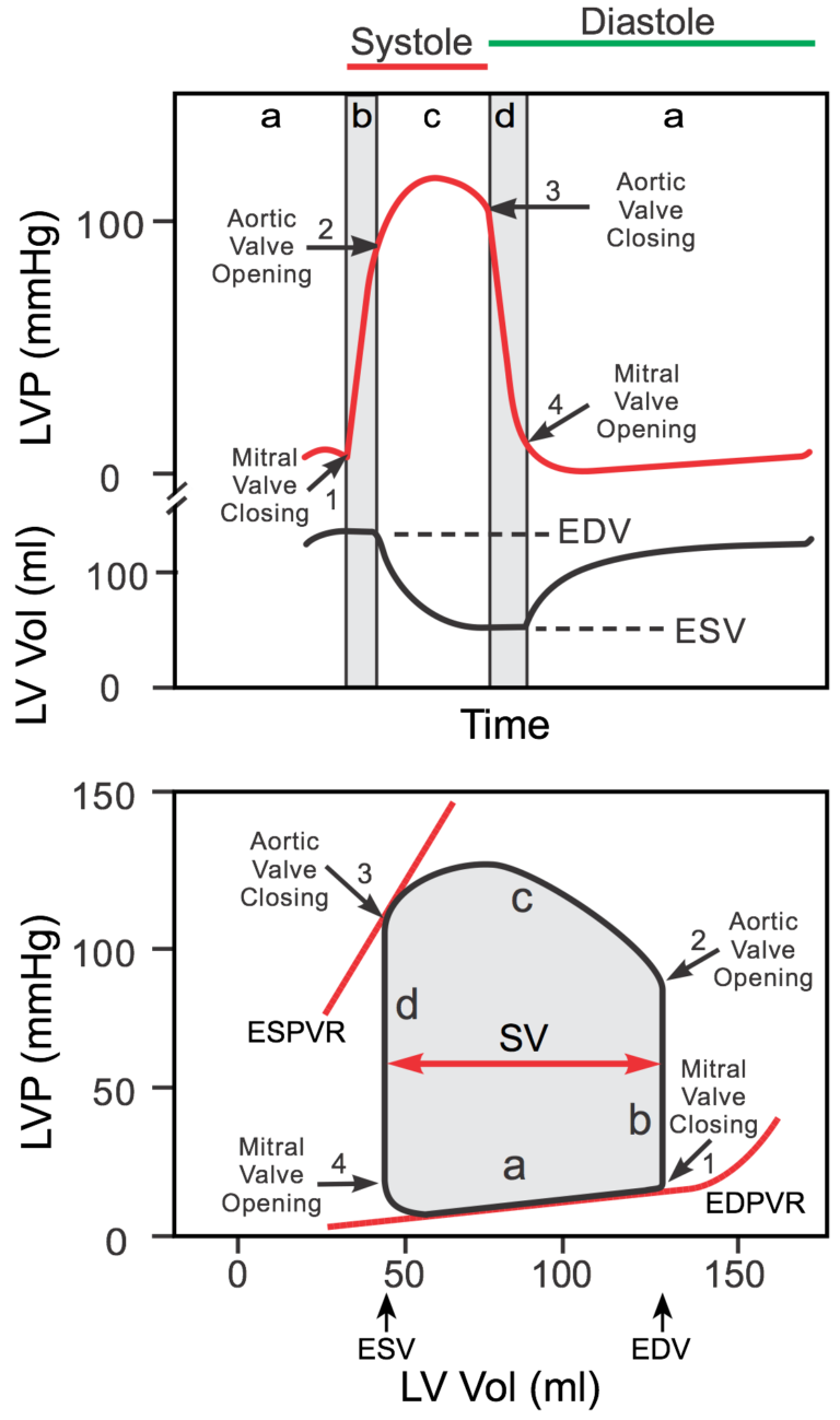 End Diastolic Volume Vs End Diastolic Pressure at Carmen Green blog