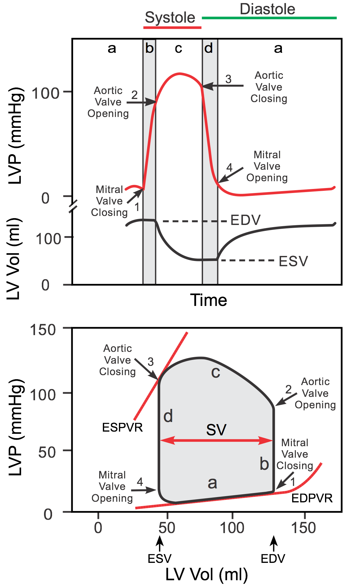 Pressure And Volume Changes In The Heart Chambers During Cardiac Cycle ...