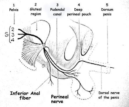 pudendal nerve