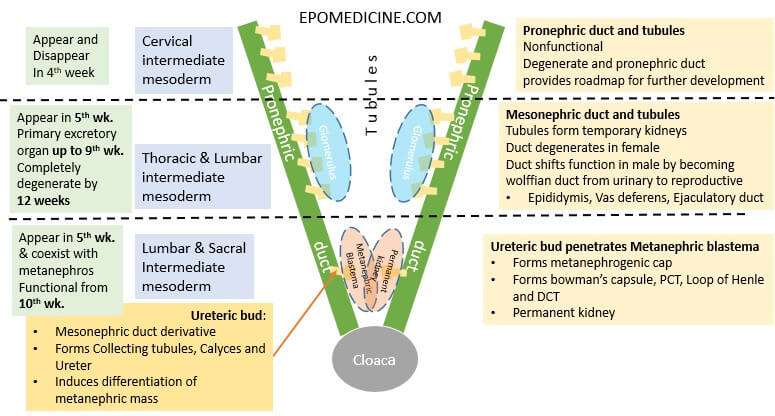 Renal Kidney Development Embryology Made Easy Epomedicine