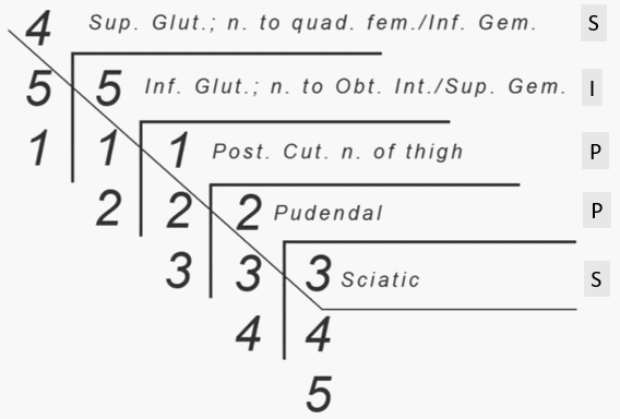 sacral plexus mnemonic