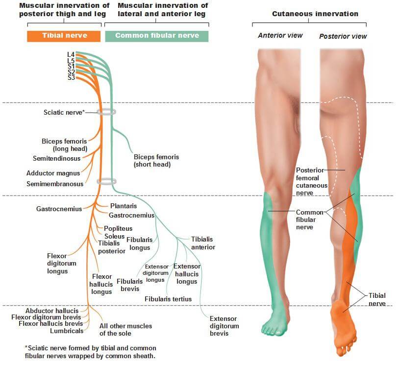 sciatic nerve dermatome