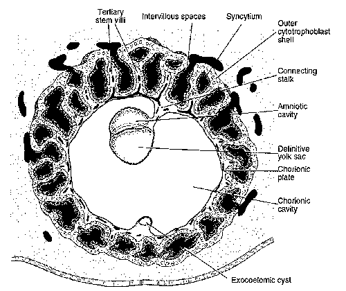 tertiary villi