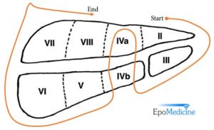 liver segments mnemonic epomedicine triad hepatic artery divided supplied anatomy bile proximal aorta artyku