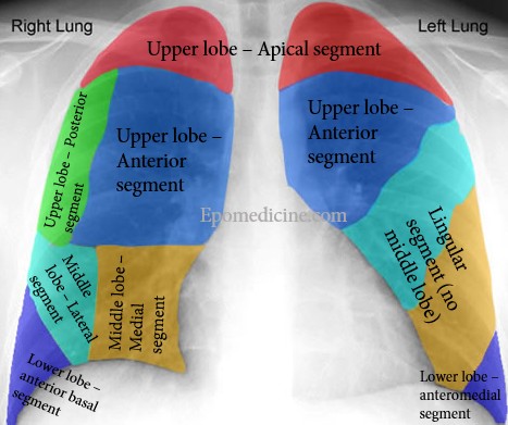 lung segments xray