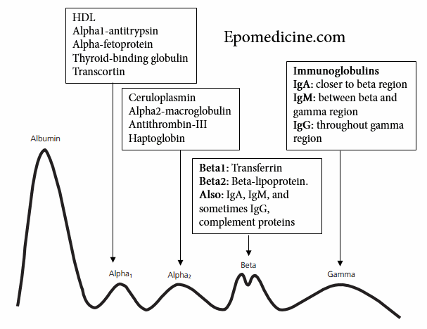 normal serum electrophoresis