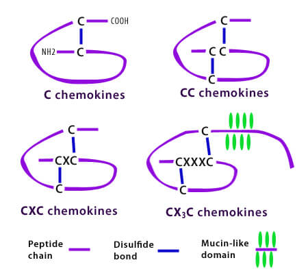 chemokines