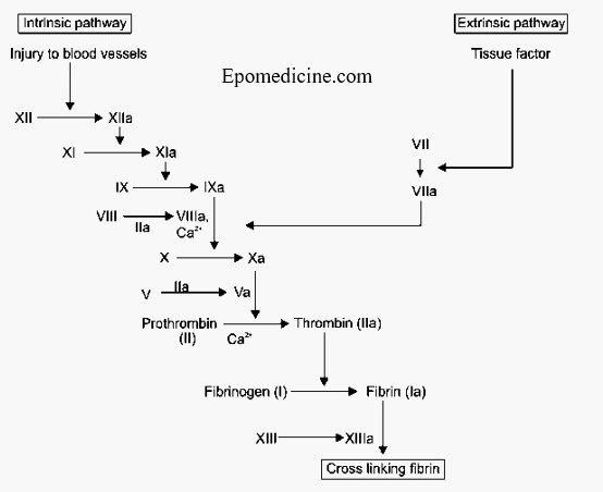 coagulation cascade simple