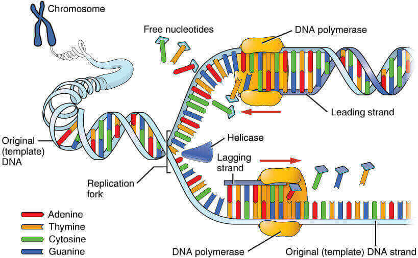 Dna Replication Does Not Require A Template