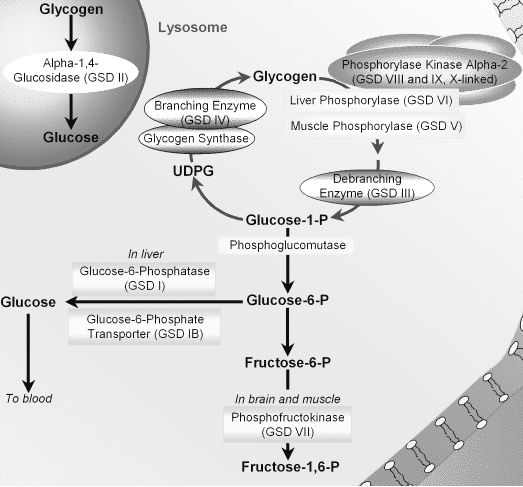 Glycogen Storage Diseases With Mnemonics Epomedicine