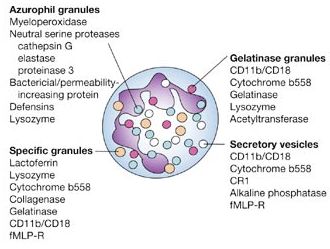 neutrophil granules