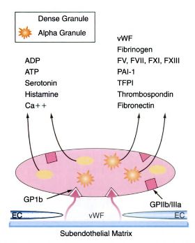 Granular contents of Neutrophils and Platelets | Epomedicine