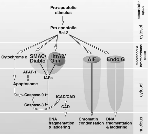 Proapoptotic and Antiapoptotic